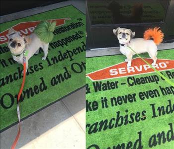 Lola & Lulu, team member at SERVPRO of Poway / Rancho Bernardo